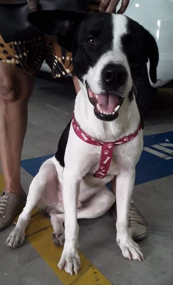 BOLINHA