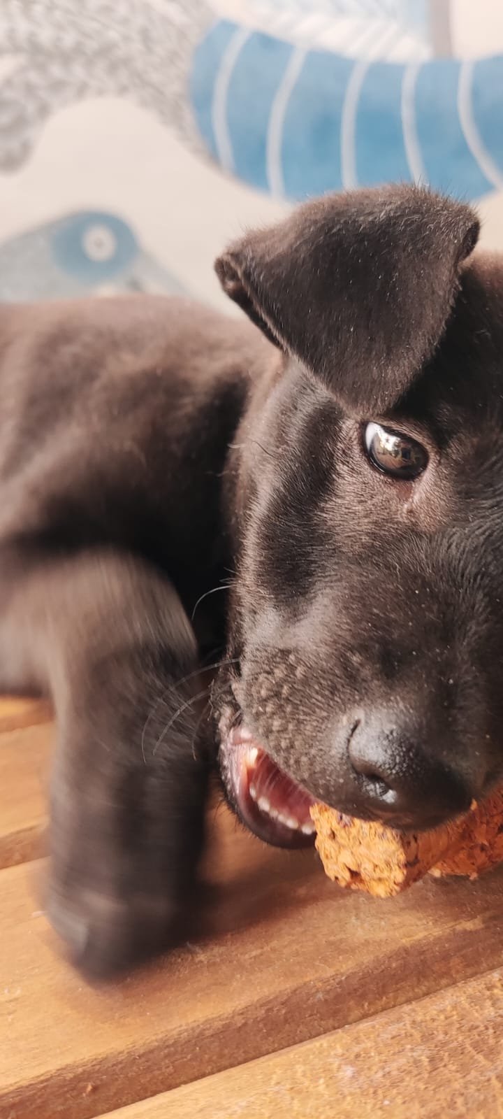 Balu