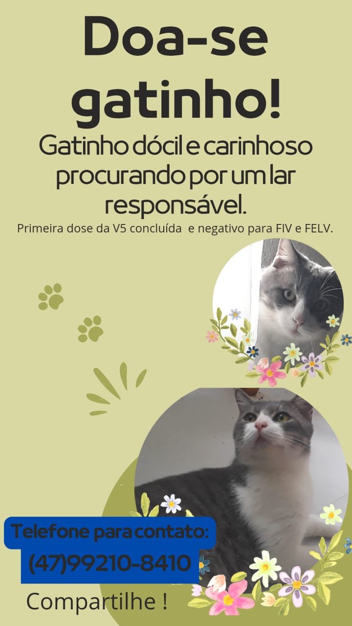 Leitinho 
