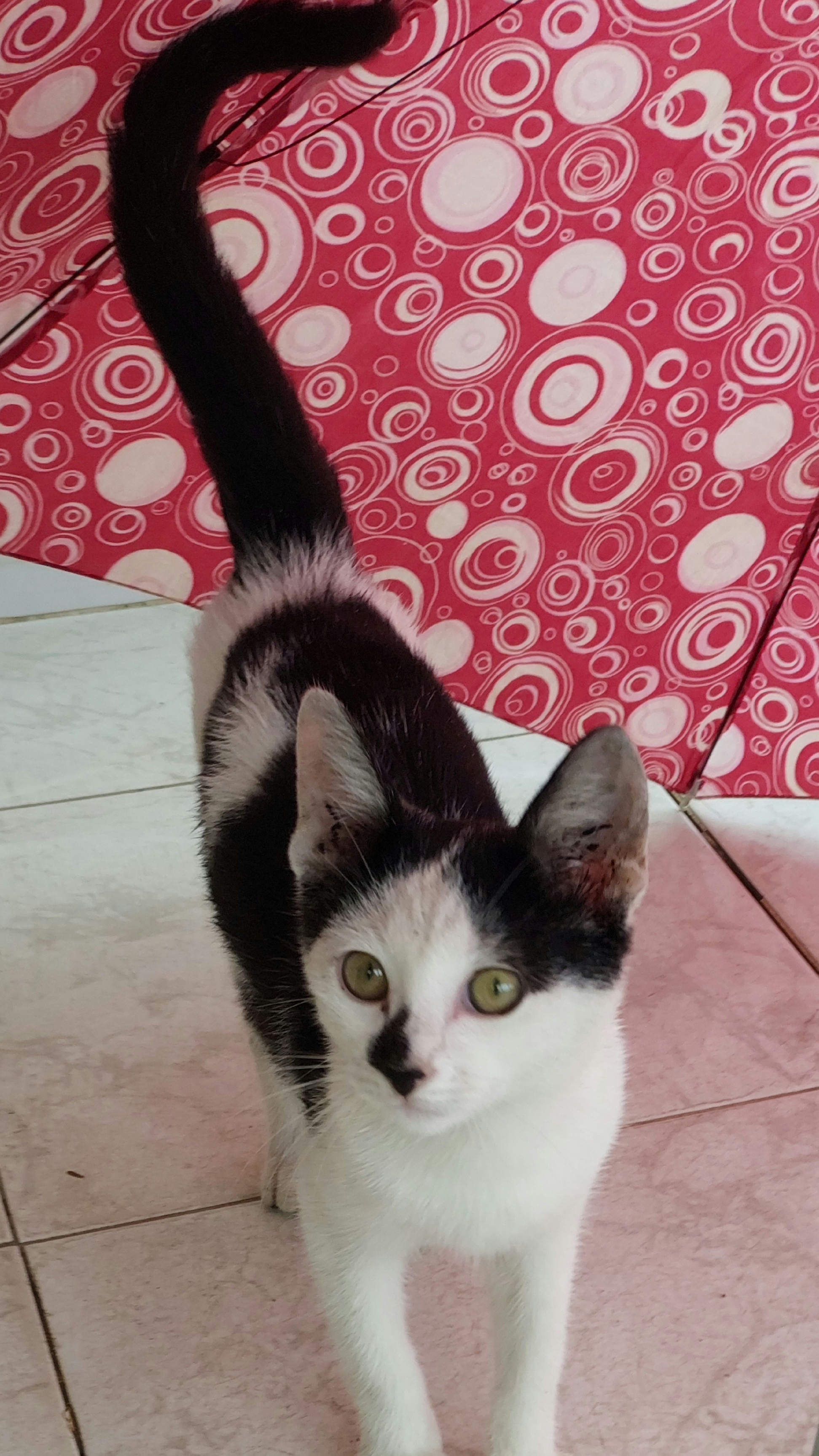 Gato