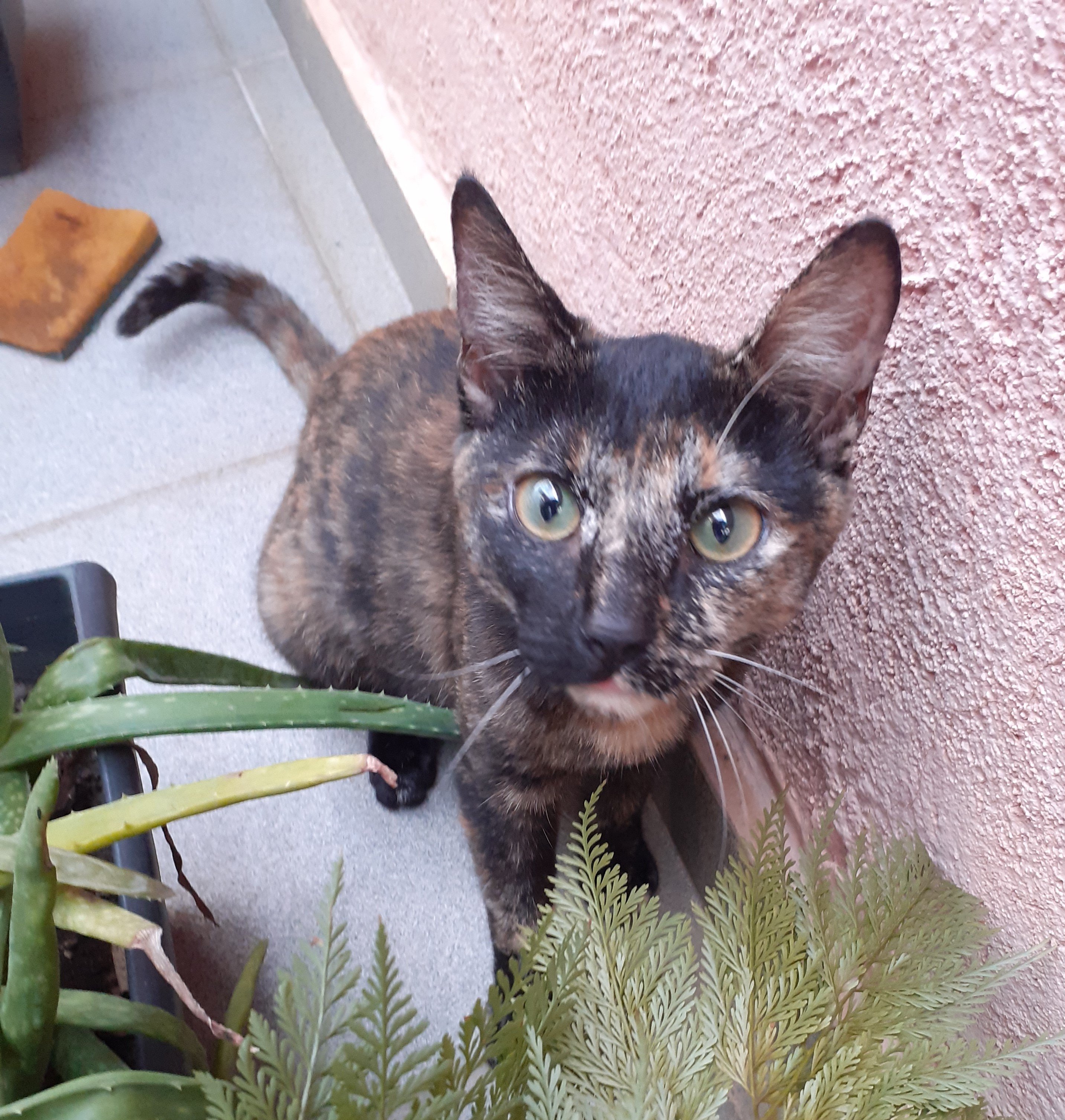 Safira