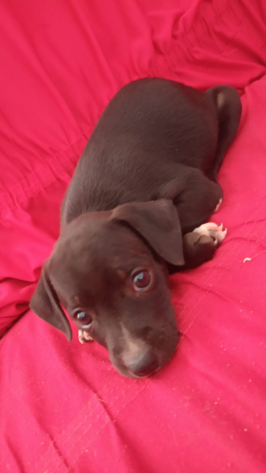 Lola