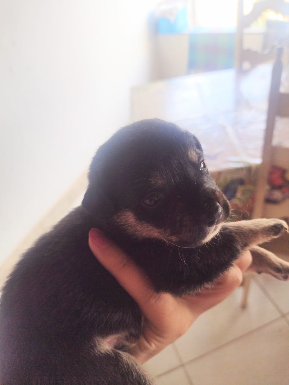 Zequinha