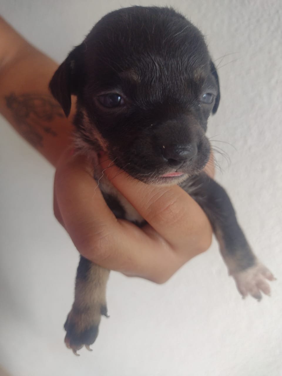 Nininha