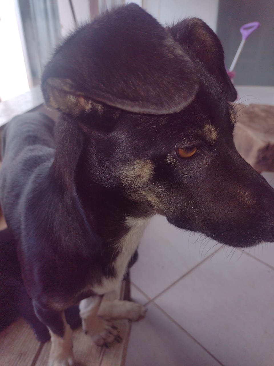 Zeca