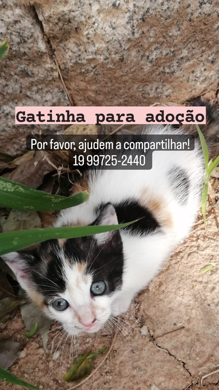 Gatinha