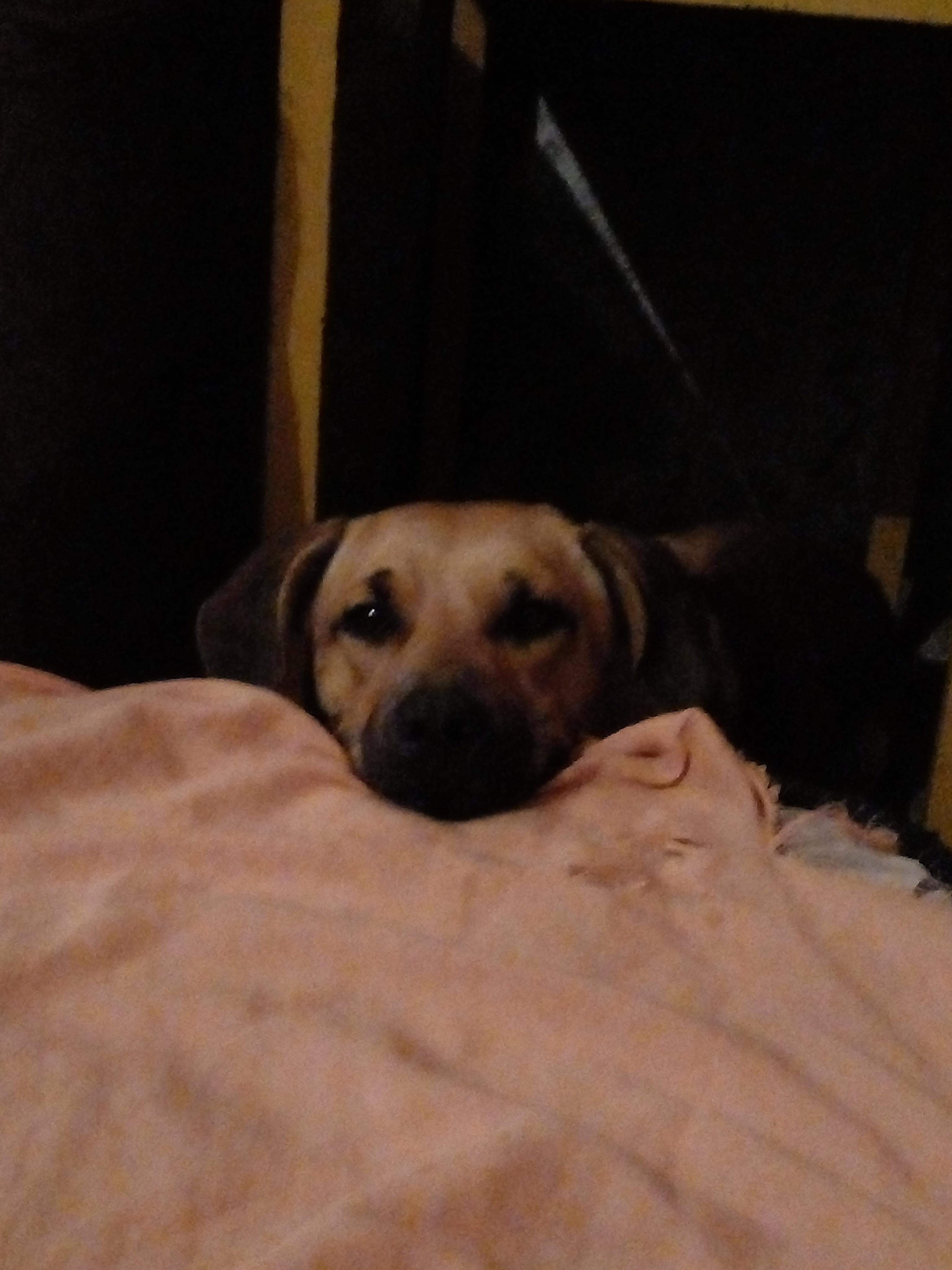 simba 