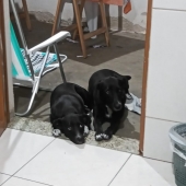 Pretinha e Pequena