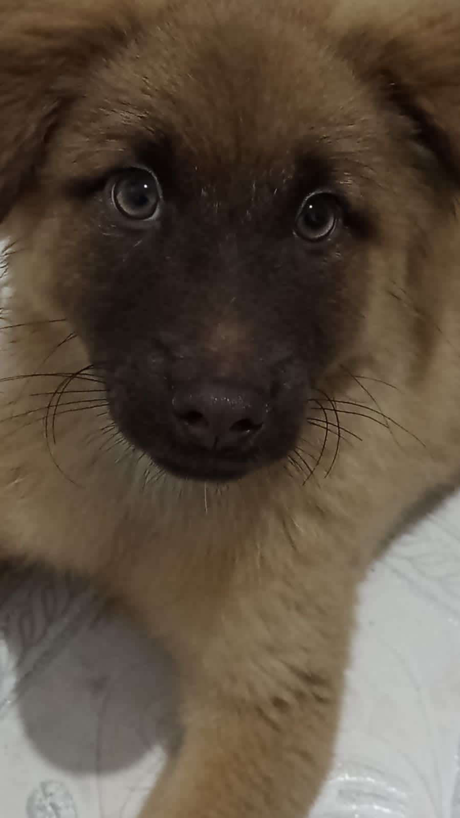 Lua
