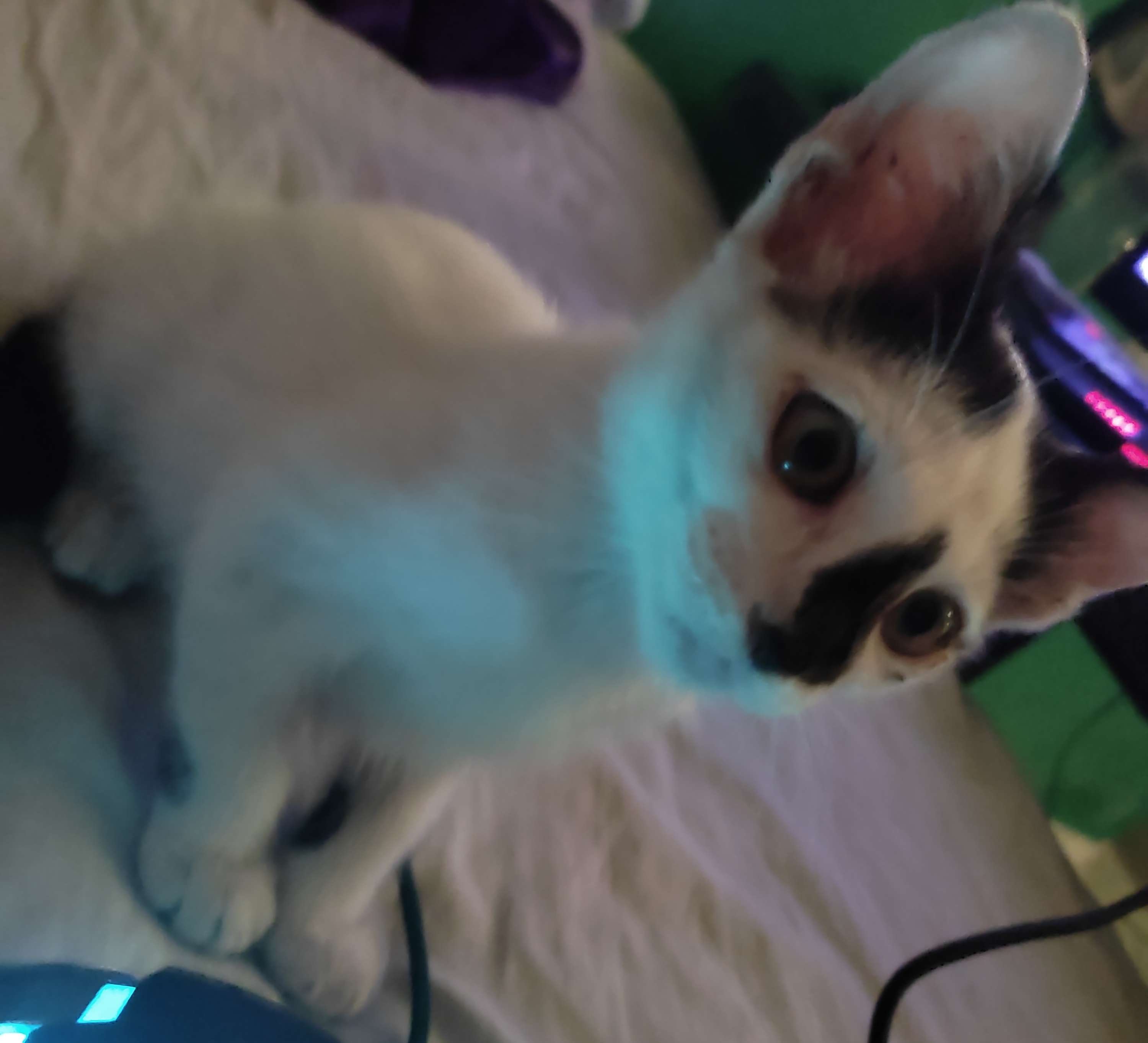 pimpolho