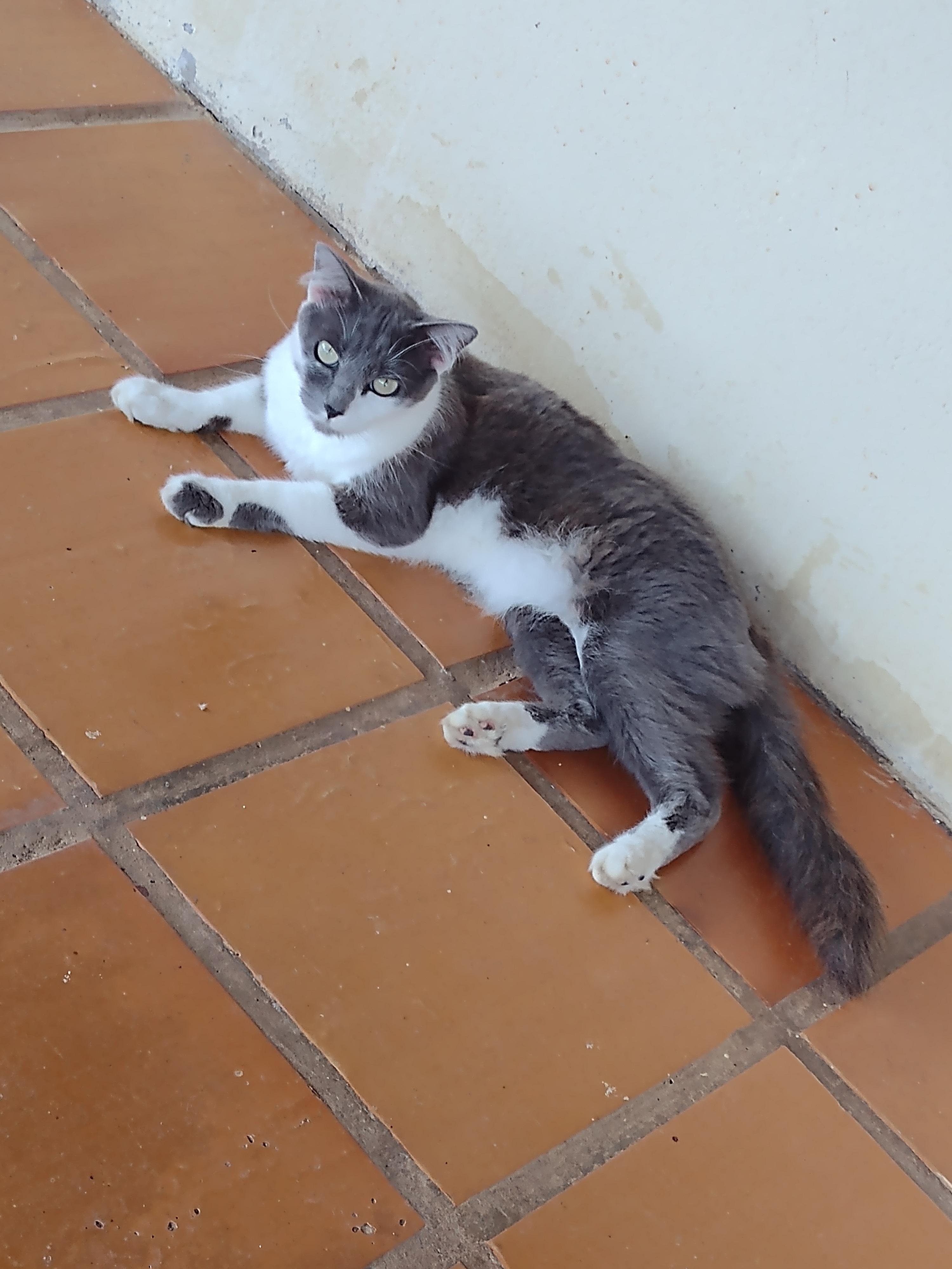 Vitório