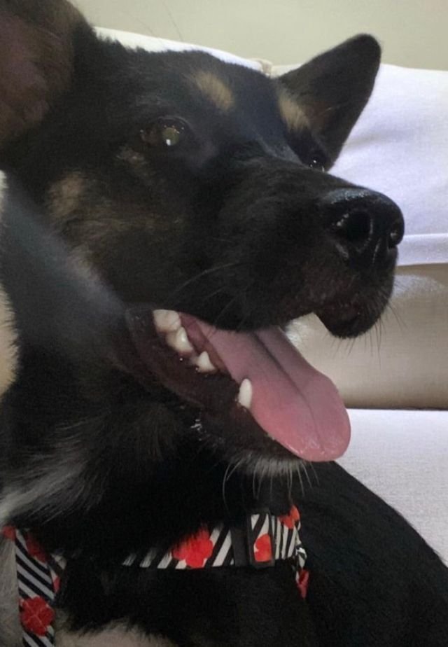 Belinha