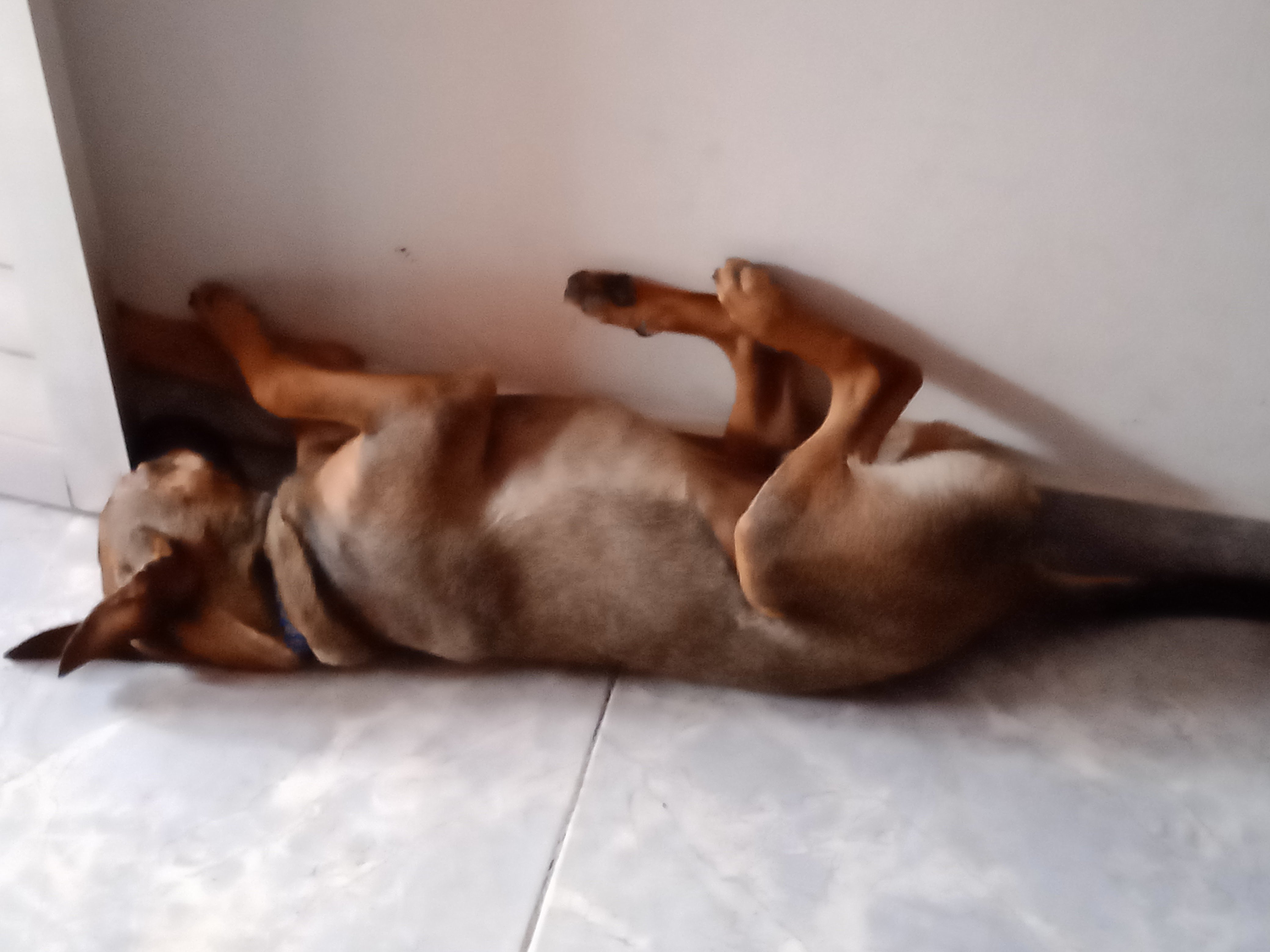 BRADOCK