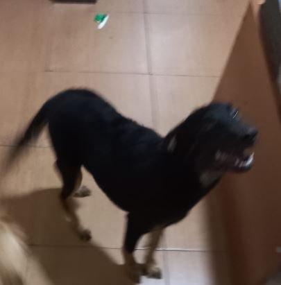 Panqueca