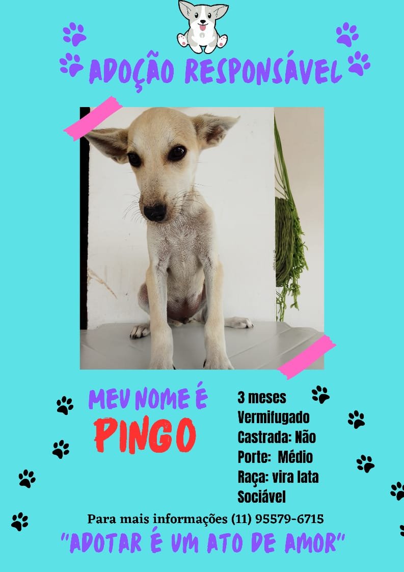Pingo