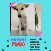 Pingo