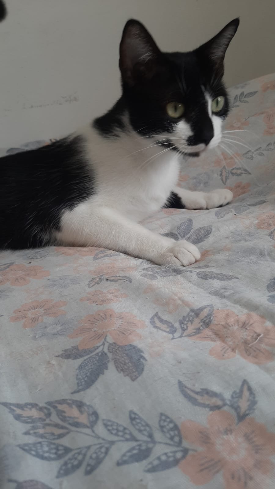 LOLA