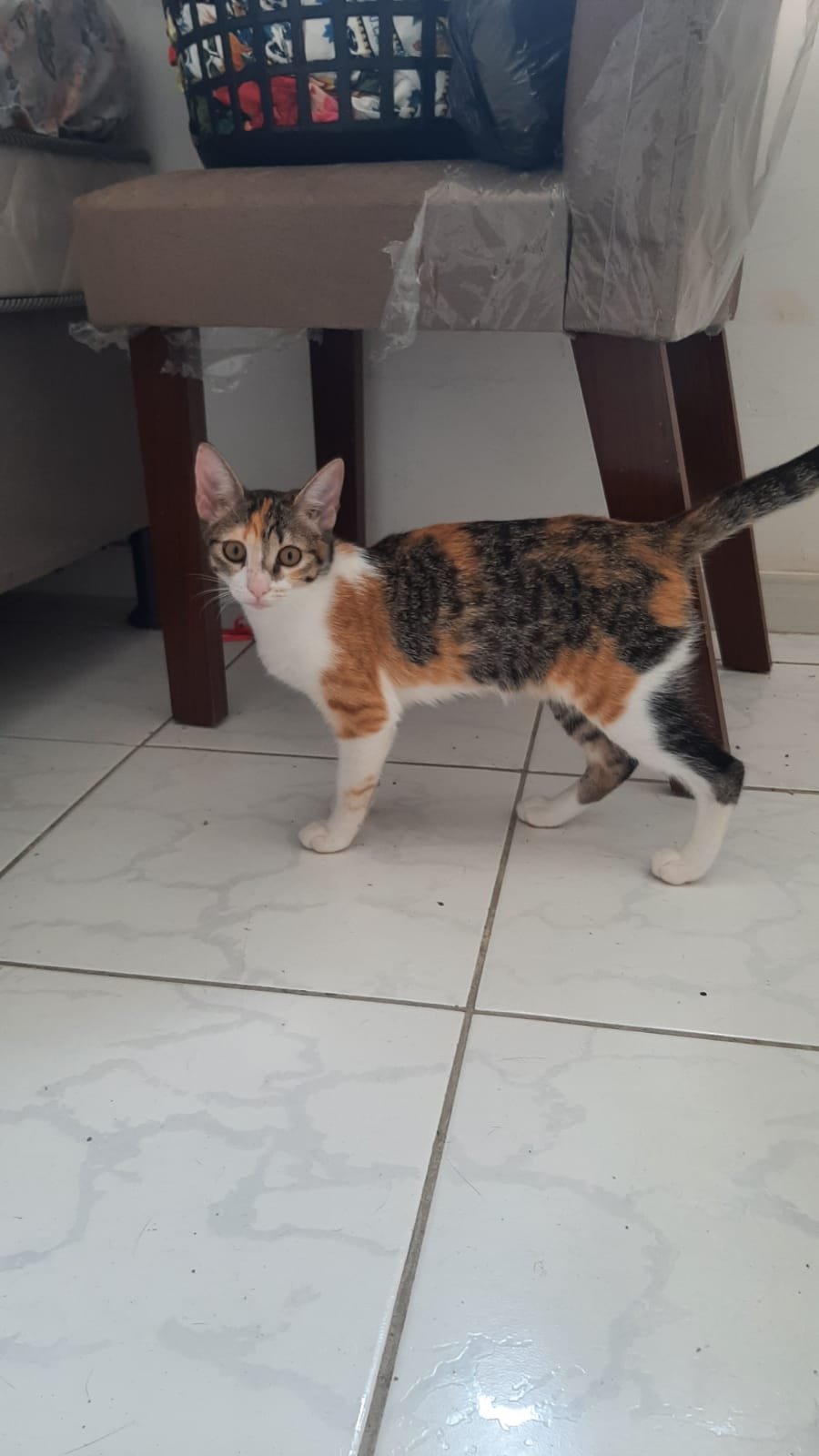 TRIX
