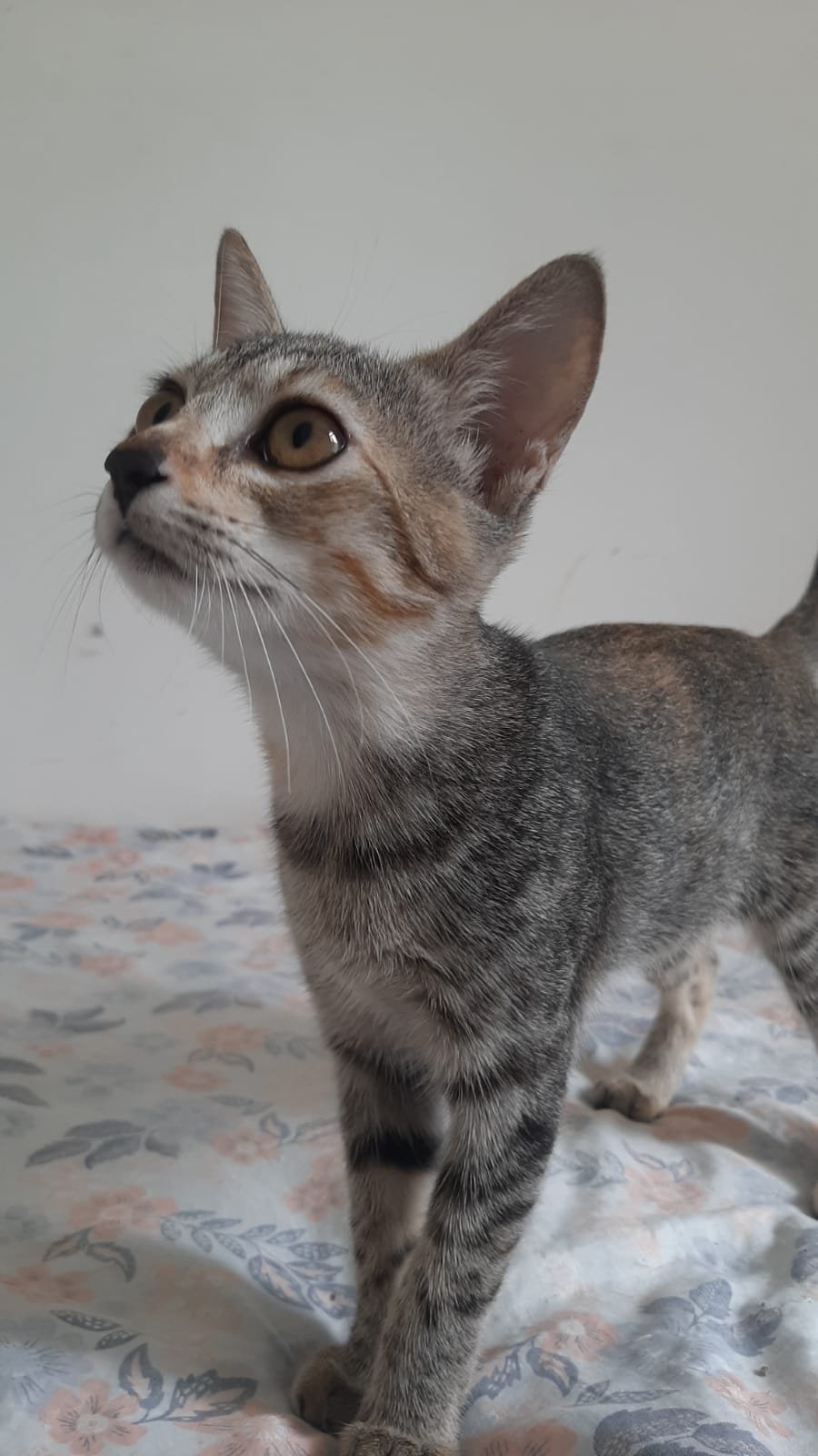 NINA
