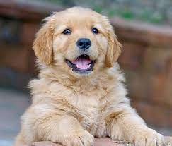 Toby