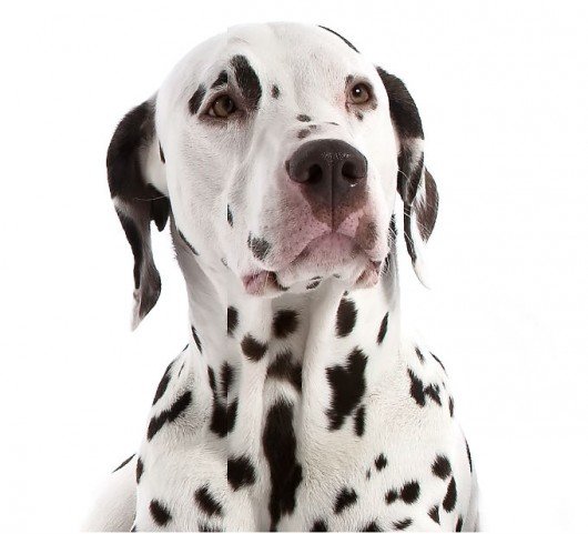 Duke 