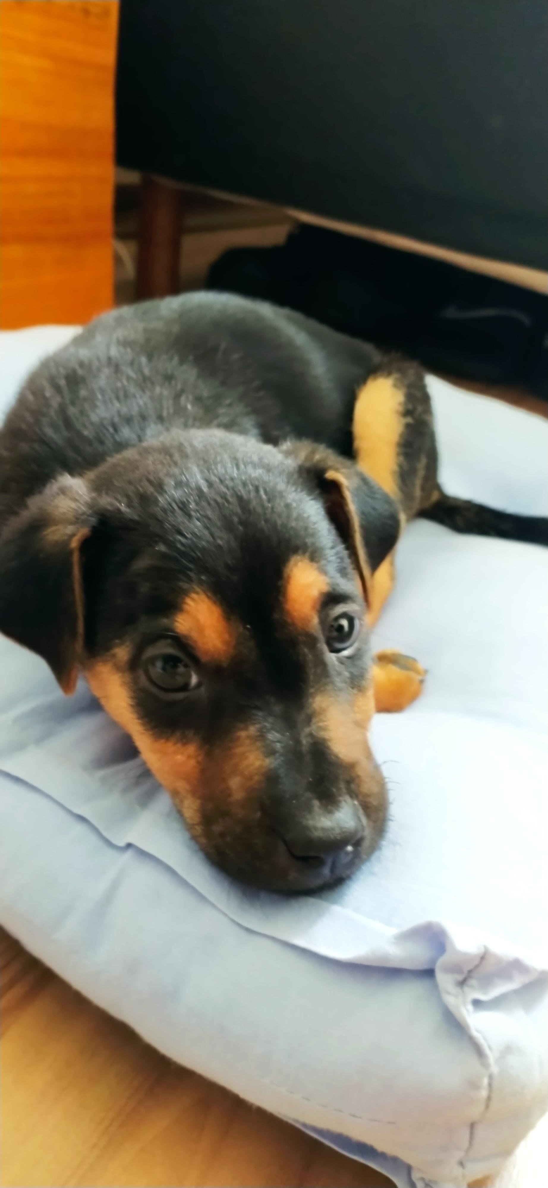 Otto