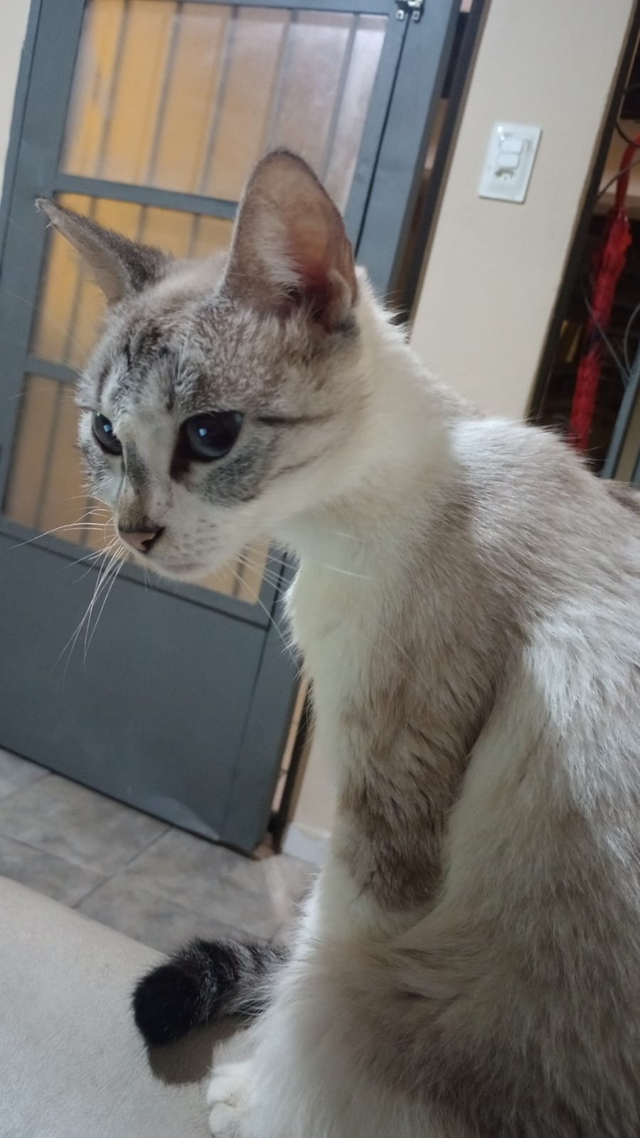 BIBI
