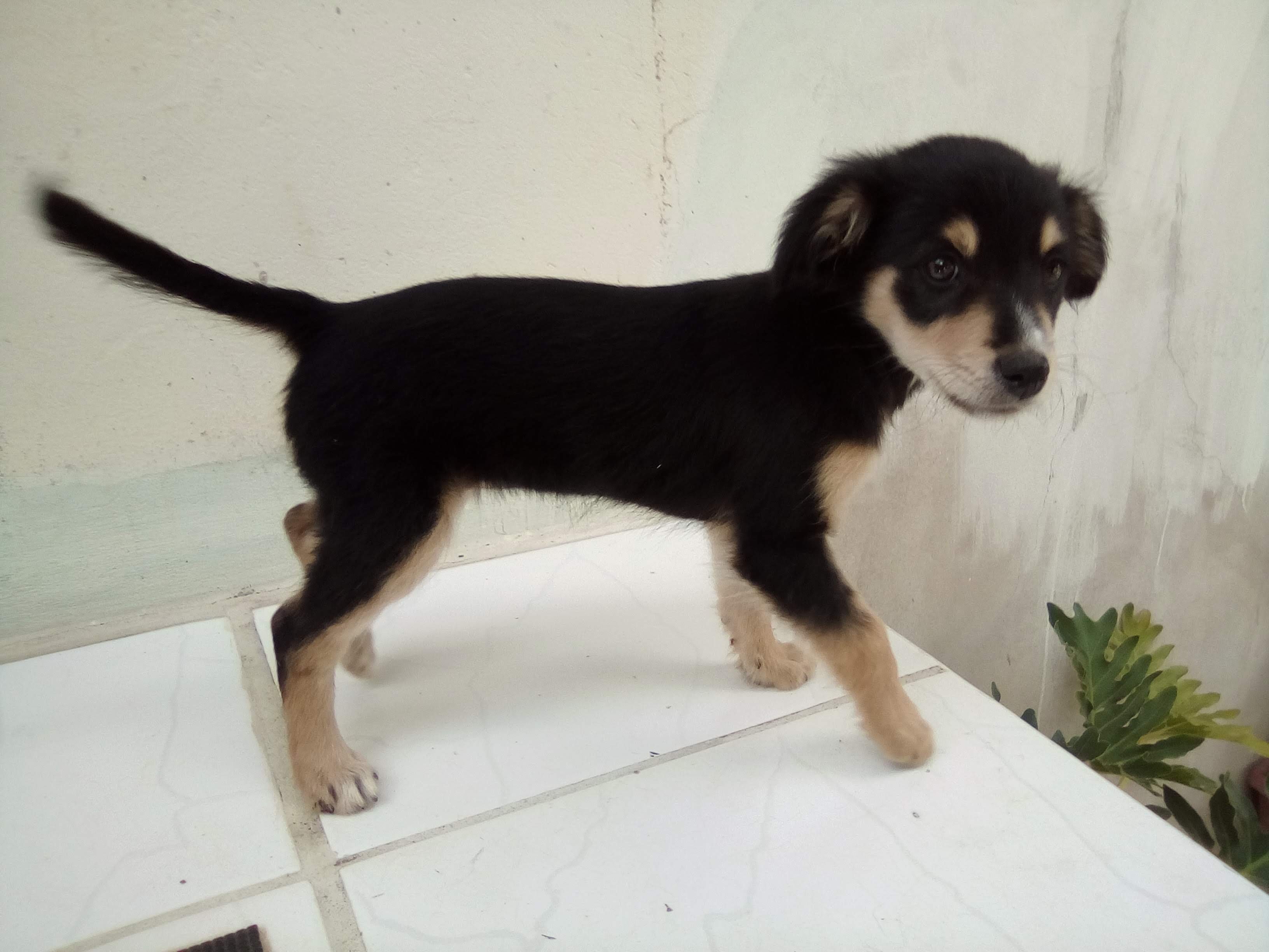 Bolinha