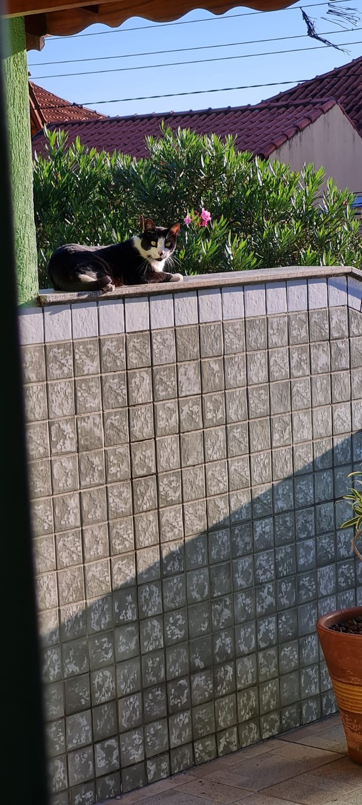Gato