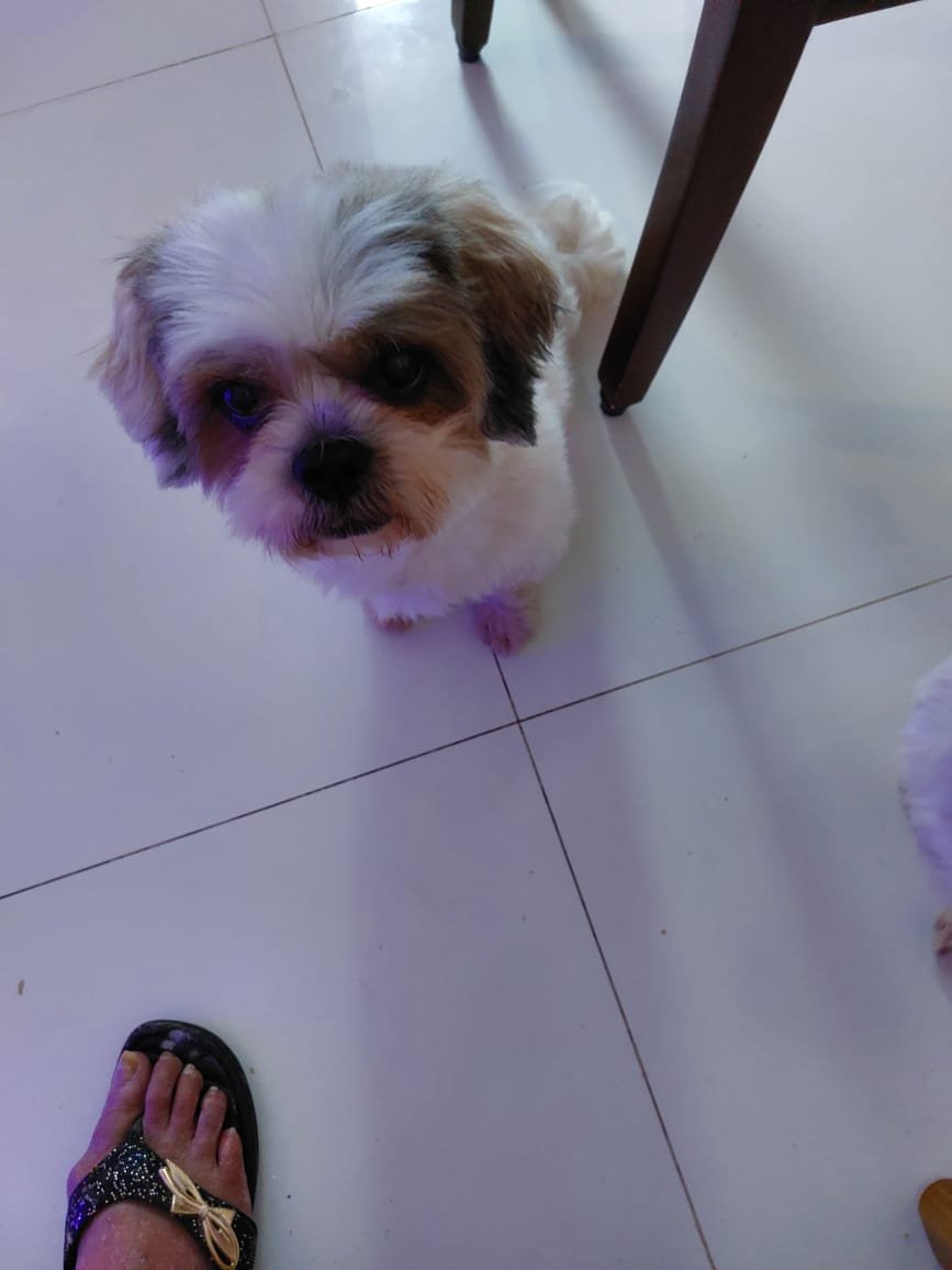 pet