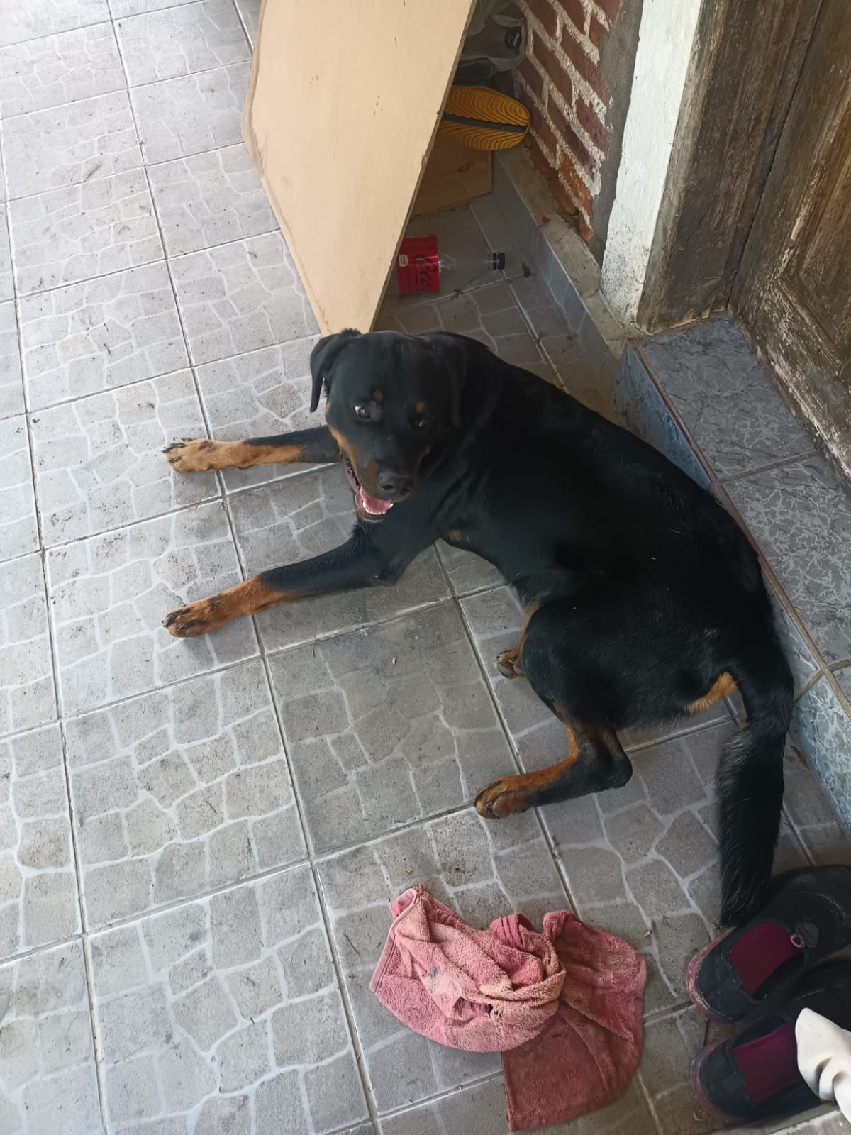 Faisca