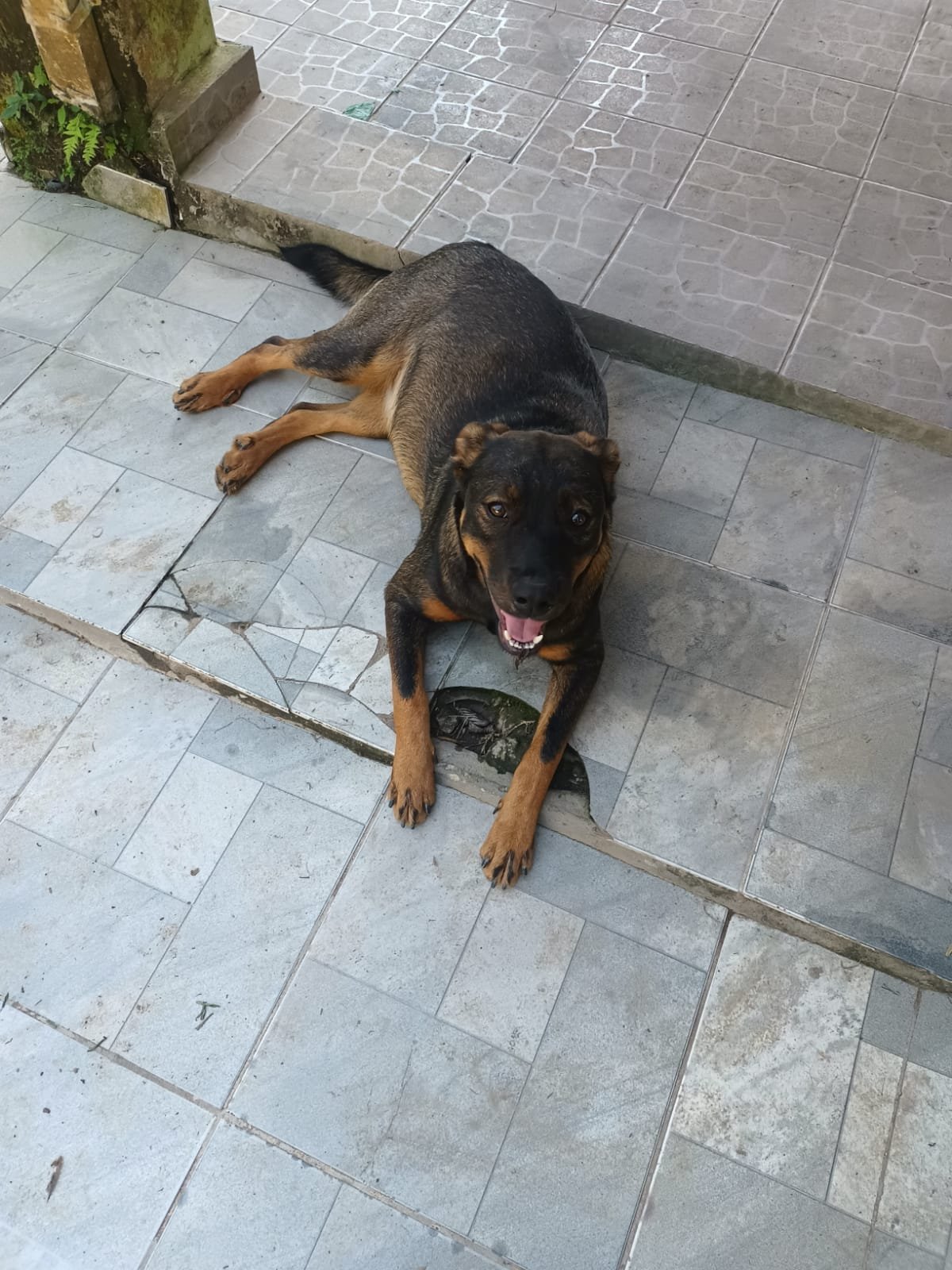 Fumaça