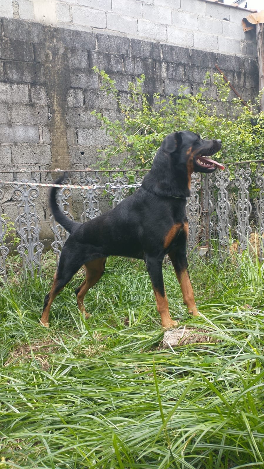 Maya