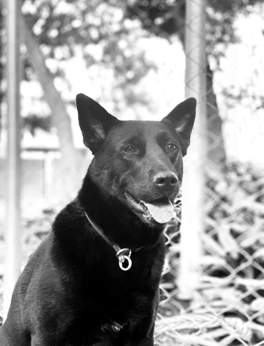 DORA