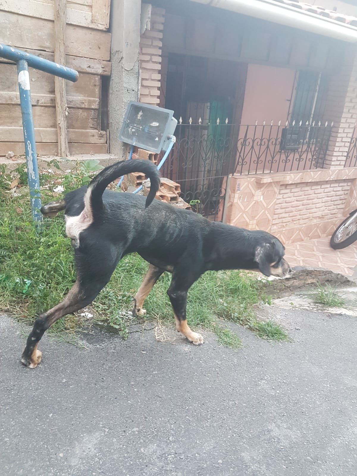 Ursinho 4 anos 