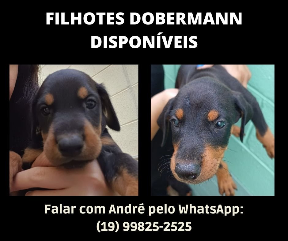 NINHADA DOBERMAN EM INDAIATUBA