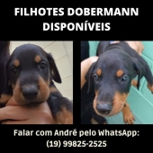 NINHADA DOBERMAN EM INDAIATUBA