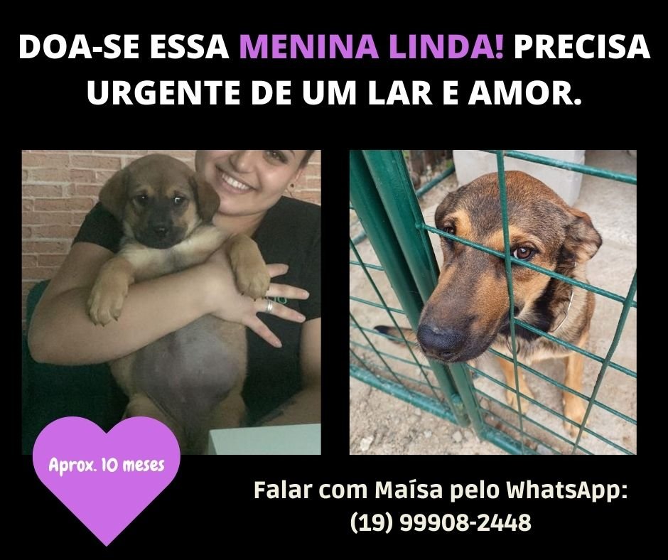Shinna para Adoção em Indaiatuba-SP