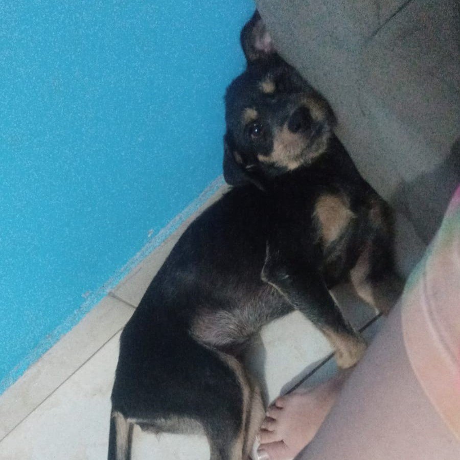 Amora