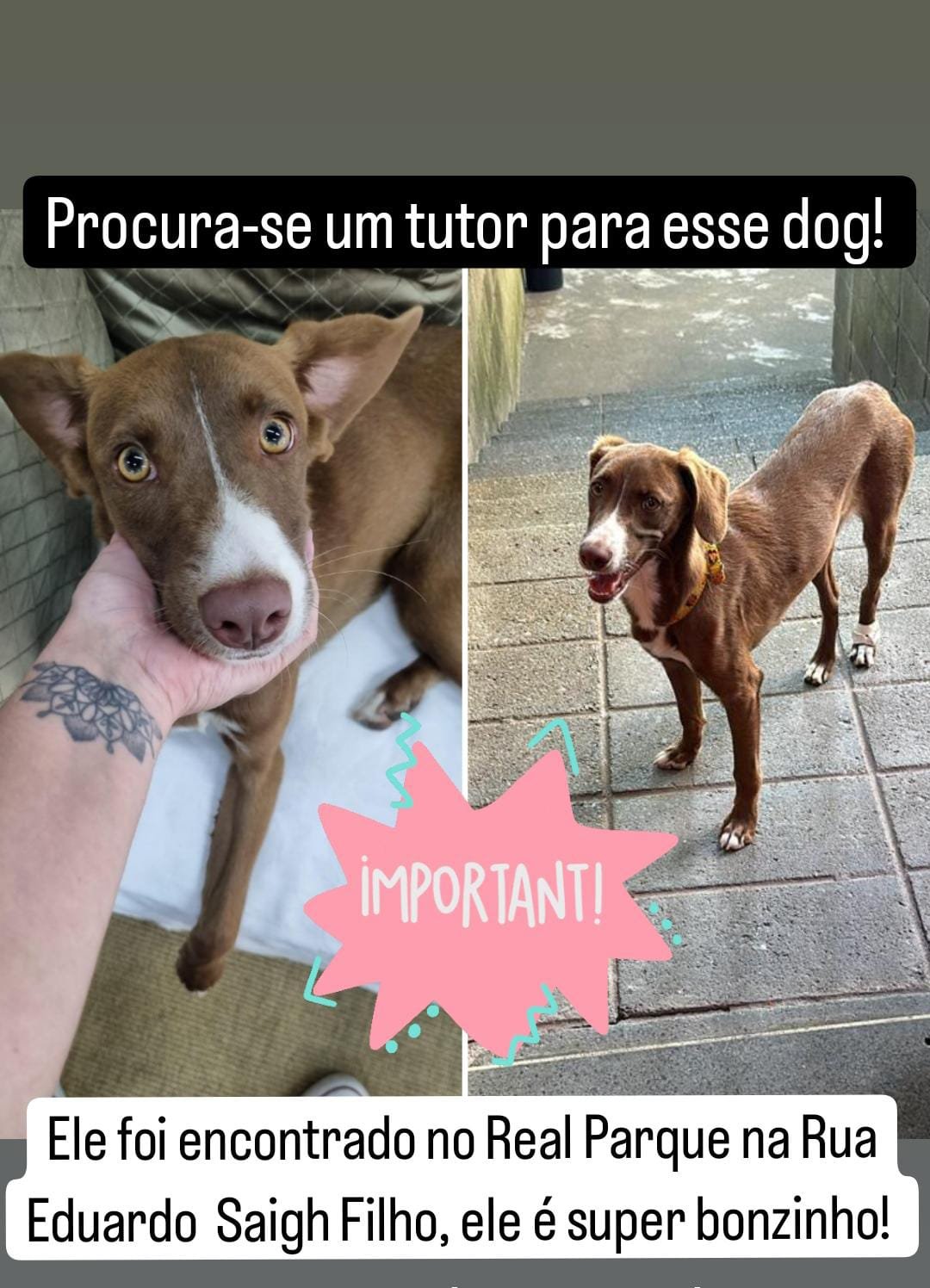 Amendoim