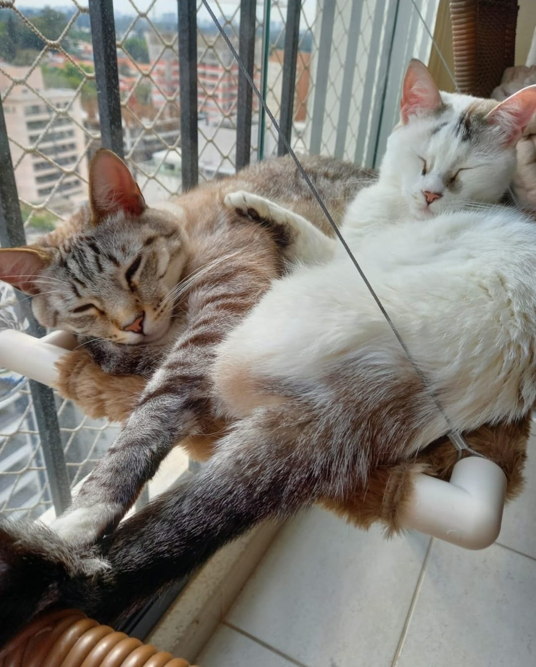 Tom & Lua