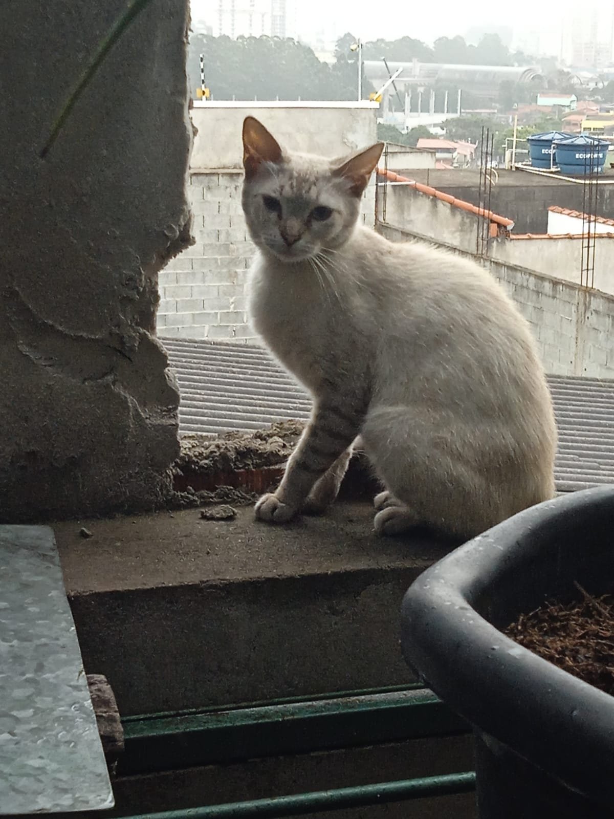 Safira
