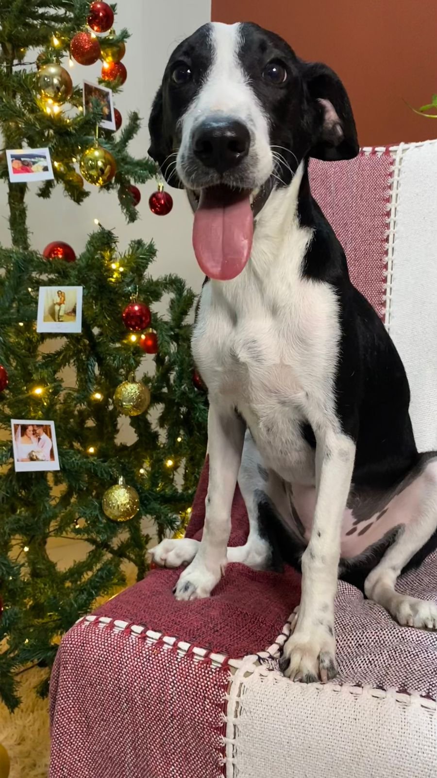 Arya 