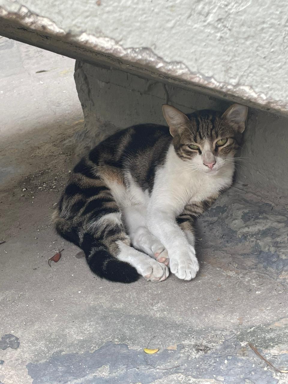 Tigre