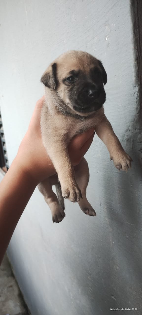 Pipoca