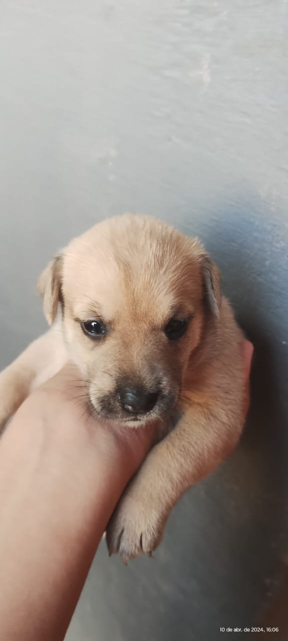 Leo