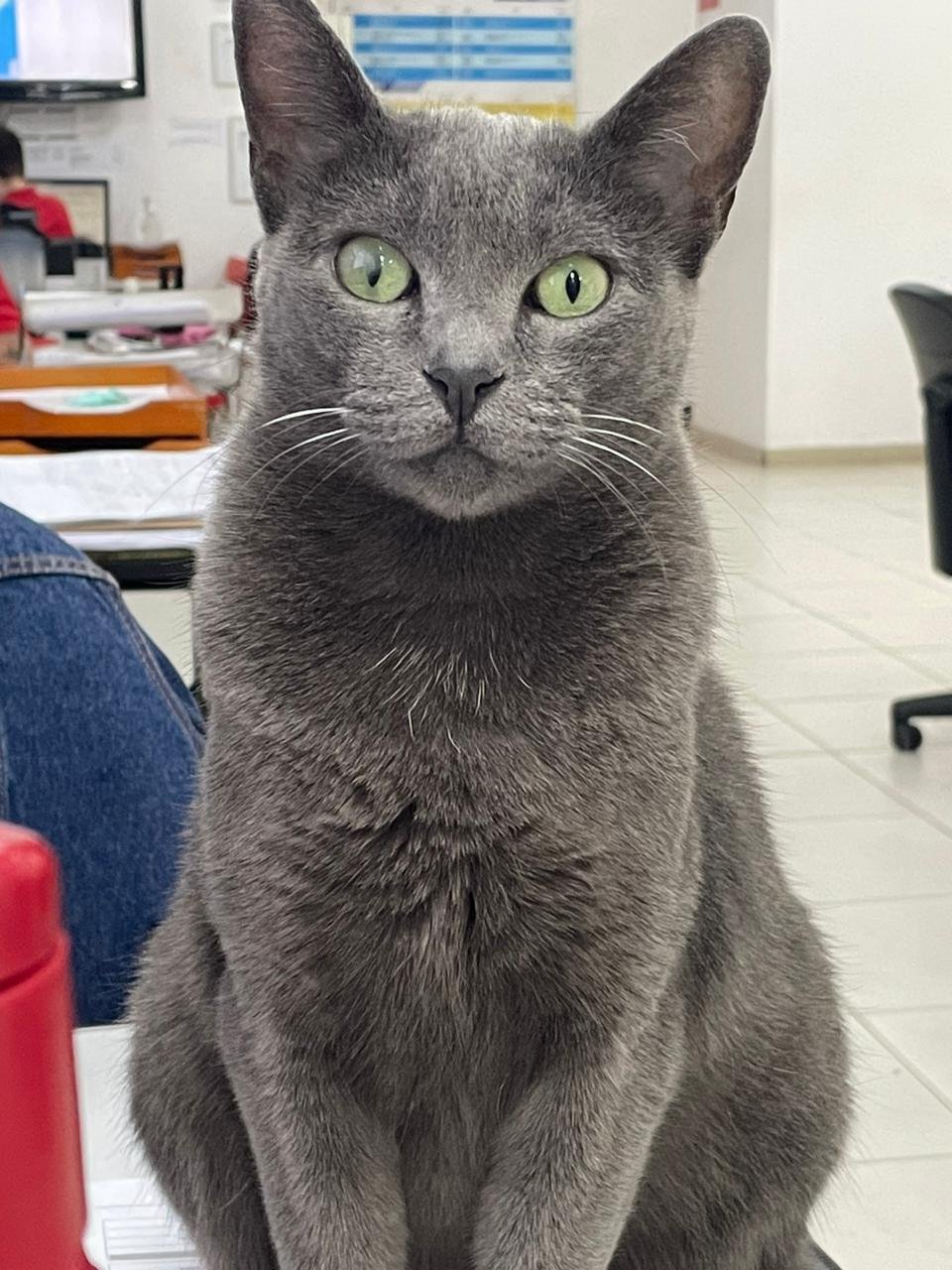 Tiriça