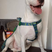 Quinzé