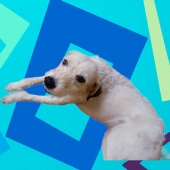 Branquinho
