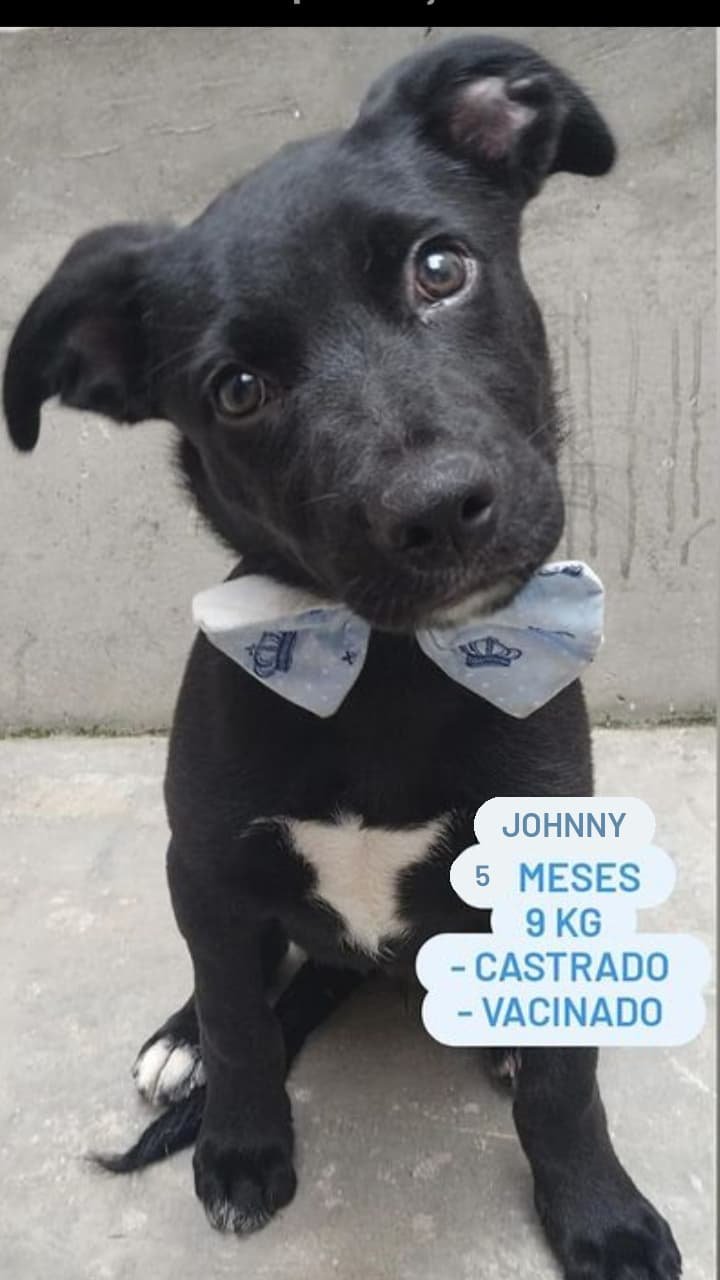 Johnny Alf